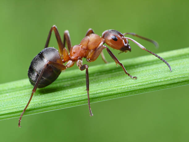 ant formica rufa on green grass ant formica rufa on green grass